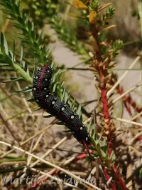 Wolfsmelk pijlstaart [Hyles euphorbiae]